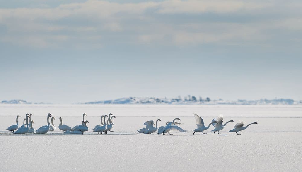 Skyddad natur med rikt och sällsynt fågelliv