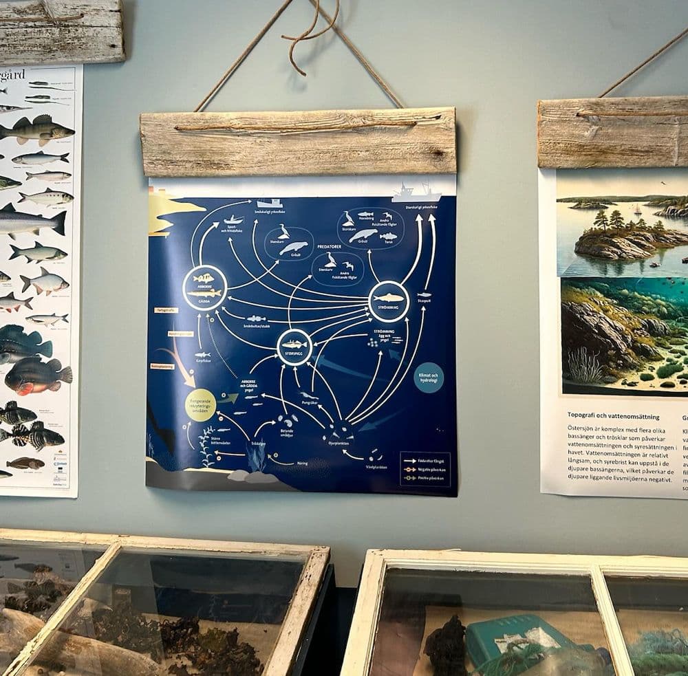 Utställning om Östersjön för alla åldrar